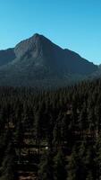 ein Antenne Aussicht von ein Wald mit Berge im das Hintergrund video