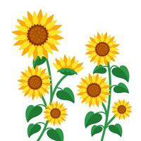 amarillo floreciente girasoles girasoles en lleno floración. vector ilustración