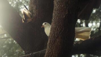 blanco paloma encaramado en un árbol rama foto