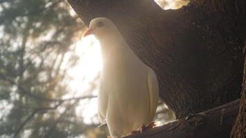 blanco paloma encaramado en un árbol rama foto