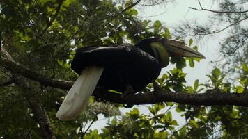 a julang emas or Rhyticeros undulatus bird is posing in front view photo