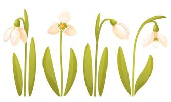 conjunto de diferente campanillas en un blanco antecedentes. primero primavera flor, primavera. campanilla de febrero brote, campanilla de febrero en floración, en un vástago con hojas. internacional campanilla de febrero día. vector botánico ilustración.