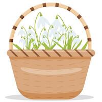 spring flowers in a basket. vector illustration of snowdrops