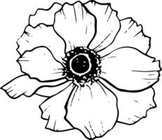 Anemone flower vector floral illustration in black and white for coloring. Field poppy for line logo design, label and prints