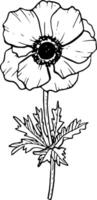 Vector anemone with stem and leaves black and white line illustration. Spring botanical drawing with single flower