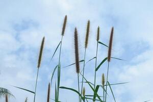 Flowering grass against the blue sky with white clouds on a sunny day. photo