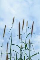 Flowering grass against the blue sky with white clouds on a sunny day. photo