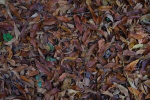 Dry leaves on the ground in autumn, close-up. photo