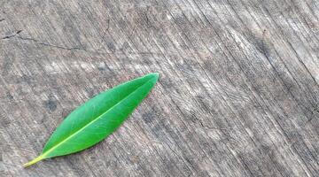 green leaf on old wood texture background and have copy space for design photo