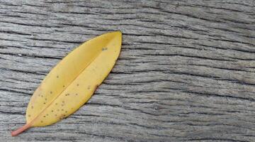 Yellow leaf on wooden background. Autumn background. Space for text. photo