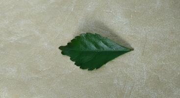 Leaf of basil on a gray background. Flat lay, top view. photo