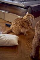 a red cat and a cockapoo are fighting against the background of a bed covered with cardboard to protect from pets photo