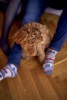 the cockapoo is sitting at the owner's feet wearing Christmas tree socks photo