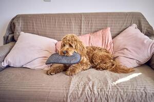 cockapoo with a stolen slipper on the sofa photo