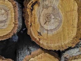 texture of fresh wood cuts, background, grunge photo