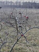 a closeup shot of a tree in the field photo