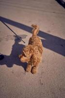 a cockapoo on a leash in the harsh light of a spring day photo
