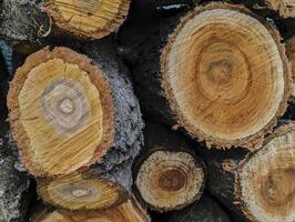 texture of fresh wood cuts, background, grunge photo