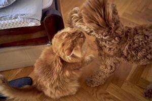 a red cat and a cockapoo are fighting against the background of a bed covered with cardboard to protect from pets photo