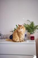 big red fluffy cat is sitting on the chest of drawers photo