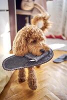 the cockapoo stole the slipper and walks around the house with it photo