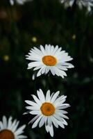 daisies in bright light, texture, background photo