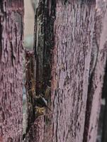 texture of old wooden fence with peeling paint, background, grunge photo