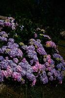 colorful hydrangea flowers in harsh light, texture, background photo