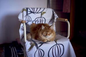 un mullido rojo gato es sentado en un silla foto