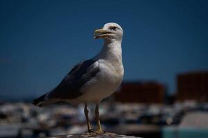 an open beaked seagull perched on a post in Portofino photo