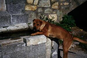 a Shar Pei dog drinks from a fountain in harsh light photo