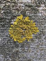 background, bright yellow lichen on ribbed cement fence, grunge photo