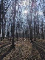 spring forest with trees and leaves photo