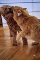 a red cat and a cockapoo are fighting against the background of a bed covered with cardboard to protect from pets photo