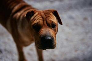 a Shar Pei dog drinks from a fountain in harsh light photo