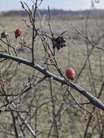 a closeup shot of ripe apples on branches of a tree in the garden photo