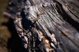 un lagartija en un seco árbol maletero en duro ligero foto