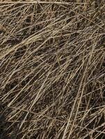 dry grass texture background photo