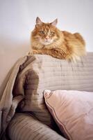 fluffy red cat with green eyes lies on the back of the sofa photo