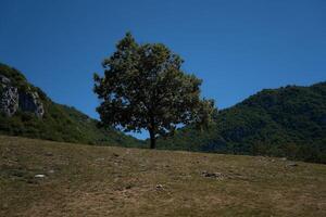 un árbol en un ladera, un relajante ubicación con vista a lago como foto