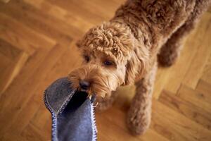 cockapoo with owner's slipper, top view photo