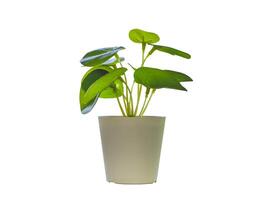 Pot with a Small Plant and Leaves photo