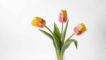 ai generado diseño de un tulipán en un blanco antecedentes foto