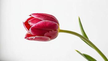ai generado moderno plano estilo icono de un tulipán en blanco foto