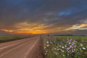 Cosmos flowers next to the road at sunset photo