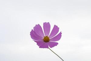 Cosmos flower against white background photo