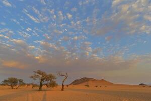 Sunrise color clouds above camel thorn trees photo