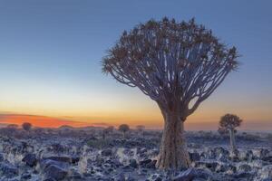 carcaj árbol a día descanso foto