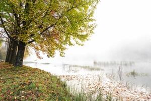 Autumn colored leaves on the tree and the water covered by mist photo