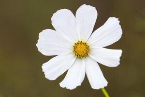 flor blanca del cosmos foto